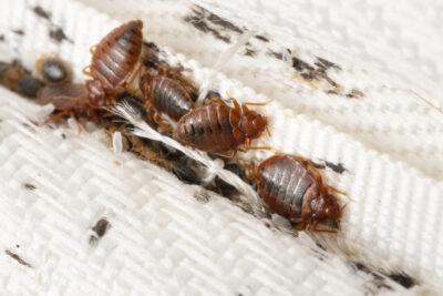 Dealing with Bed Bugs in Farmingdale, NJ