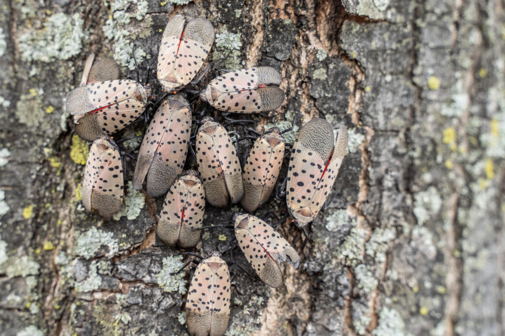 Dangers of a Spotted Lanternfly Infestation - Allison Pest Control ...