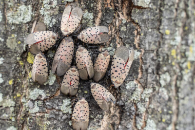 Dangers of a Spotted Lanternfly Infestation