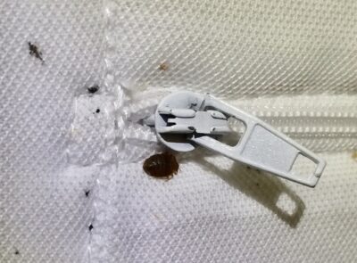 Don’t Let the Bed Bugs Bite