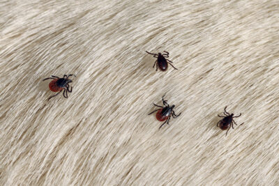 Protect Your Family from Fleas and Ticks