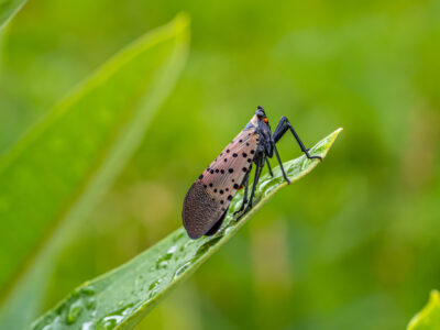 Spotted Lanternfly Swarm Visible on Weather Radar