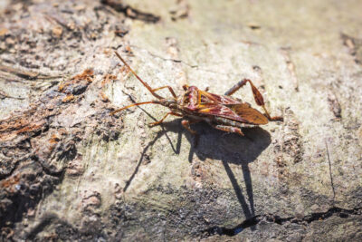 Western Conifer Seed Bugs in New Jersey