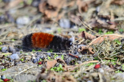 Woolly Bear Caterpillars in New Jersey