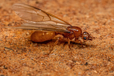 What Are Citronella Ants?