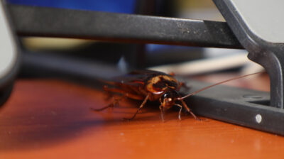 Cockroach Control for the Holidays