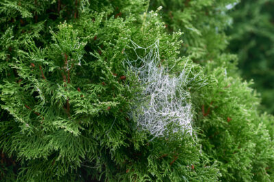 Spider Control for Cold Weather