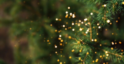 Common Pests That Live in Christmas Trees
