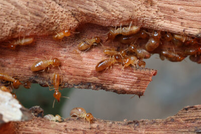 Effective Termite Treatments: Restoring Your Home’s Safety