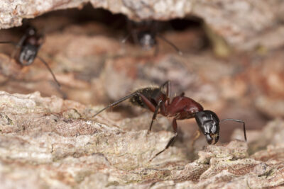 Monmouth County Carpenter Ant Treatment