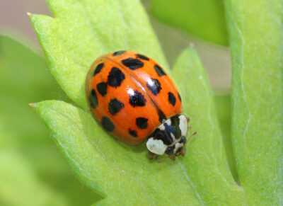 Native Ladybug vs. Asian Lady Beetle: Spot the Difference