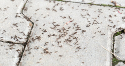 Look Out for the Spring Ant Invasion