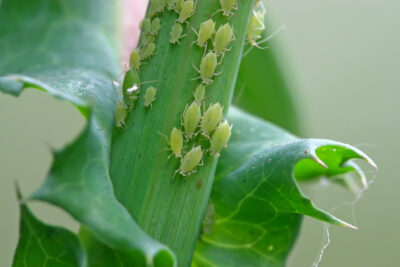 Preventing an Aphid Problem in Your Garden