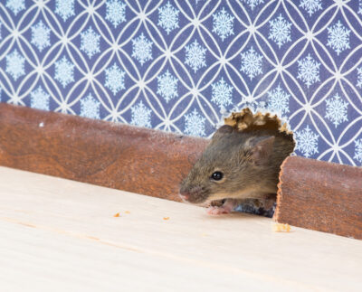 Mice in March: Why Rodents Aren’t Leaving Just Yet
