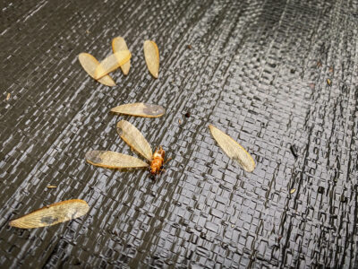 Termite Swarmers or Flying Ants? How to Spot the Difference