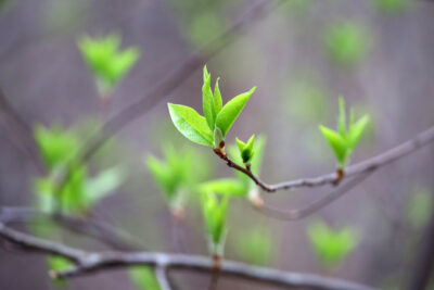 Why Pest Activity Spikes with the March Thaw