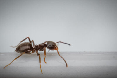 April Showers Bring Odorous House Ants Indoors