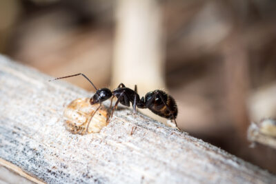 Carpenter Ants: The Moisture Seekers