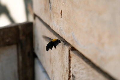 The “Hovering” Menace: Dealing with Carpenter Bees