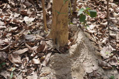 Landscaping Mistakes That Invite Termites