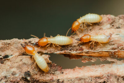 Silent Destroyers: How Termites Hide in Plain Sight