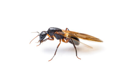 The May Swarm: Is That a Flying Ant or a Termite?
