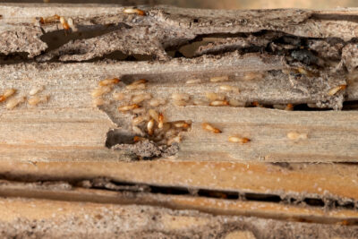 Why “DIY” Pest Control Often Fails Wood-Destroying Pests
