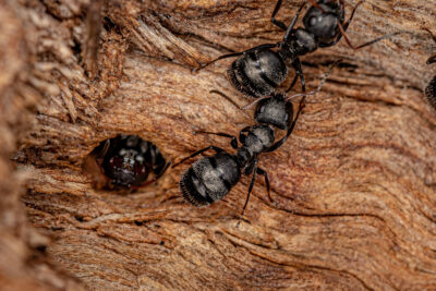 Why You’re Seeing Large Black Ants in Your Kitchen This Spring