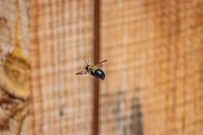 Don’t Let Carpenter Bees Drill Into Your Deck This Spring