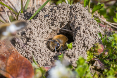 Watching Your Step: Dealing with Ground Bees