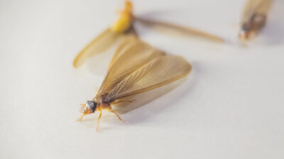 May Termite Swarmers in Farmingdale: Tips from an Exterminator Near Me