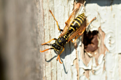 Is It a Yellow Jacket or a Ground Bee?
