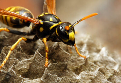 The September Pest Shift: Four Fall Pests Headed Into Your NJ Home