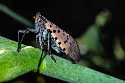 New Strategies to Stop Spotted Lanternfly Damage for 2026