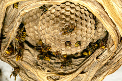 The DIY Hornet Nest Removal Guide (Or, How to Avoid Sprinting Across Your Lawn in Flip-Flops)